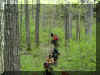 Trail riders through forest.JPG (82436 bytes)